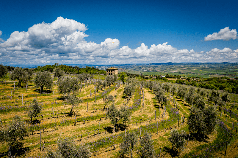 Vinmark Biondi-Santi