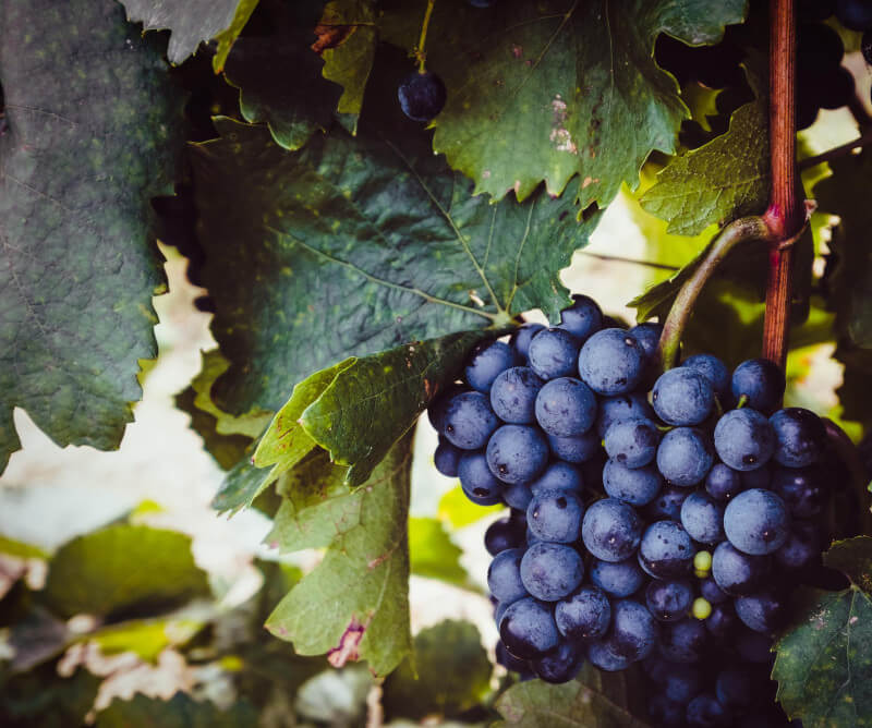 Blå druer hos Triebaumers Blå druer hos Triebaumers