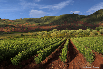Vindyrking på Terrasses du Larzac