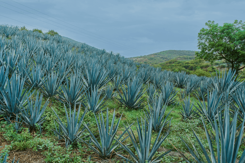 Den blå Weber-agaven, grunnlaget for tequilaen