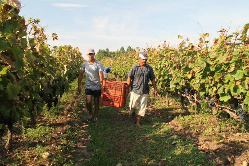 Handlese Bodegas Irurtia