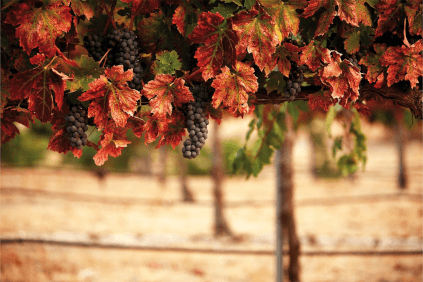 Røde druer til La Trigi