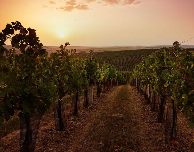 Cantine Gentili-vinmarkene om kvelden