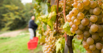 Cortese for vinen Gavi di Gavi Cortese for vinen Gavi di Gavi