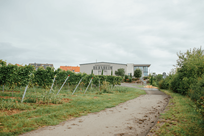 Scharfenberger WG Herxheim Vinstokker