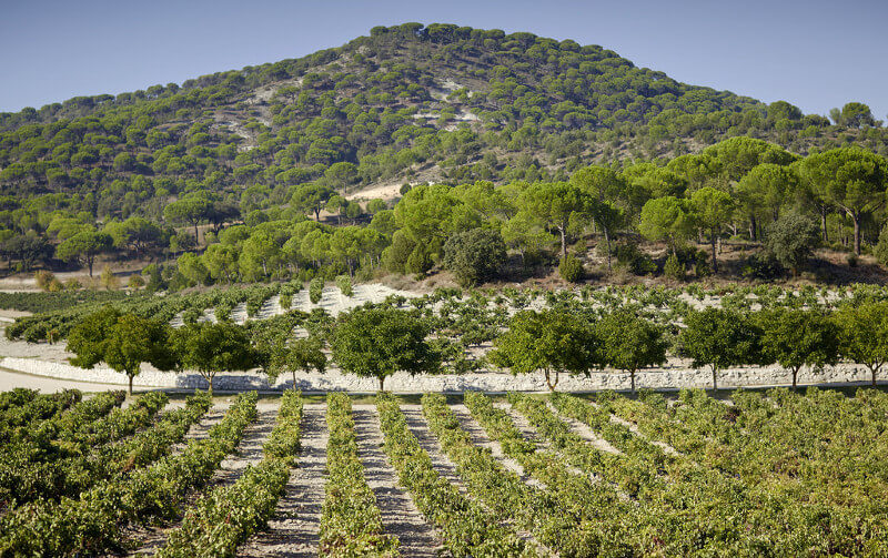 Vinmarkene til Bodegas Alion