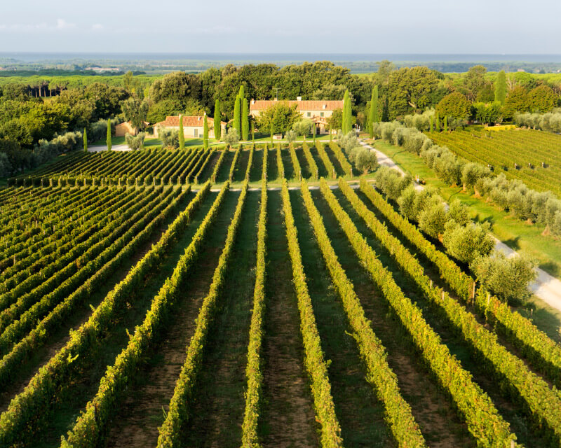 Vingård Tenuta dell Ornellaia