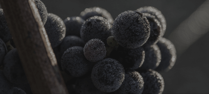 Morgendugg på druene