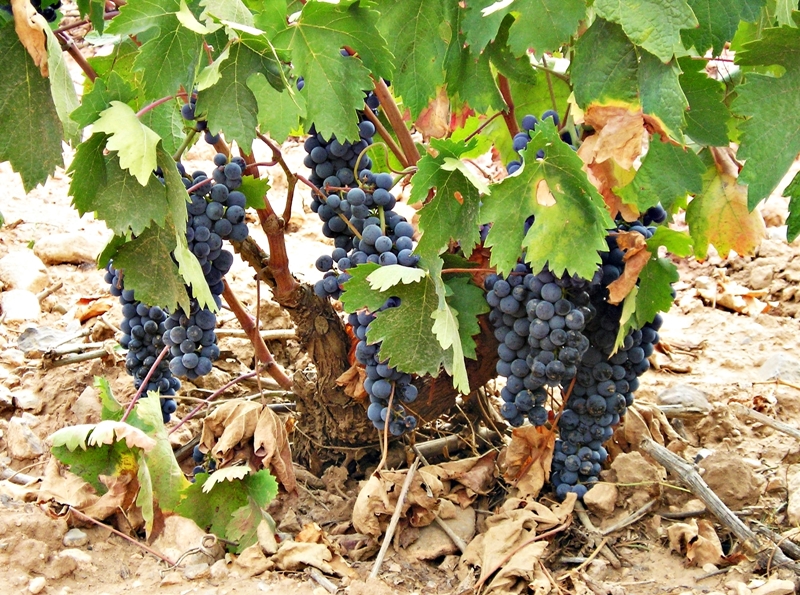 Tempranillo, Graciano og Garnacha er de røde druetypene på Hacienda Grimón Tempranillo, Graciano og Garnacha er de røde druetypene på Hacienda Grimón