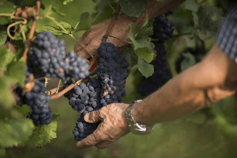 Lesning på Veuve Duroy