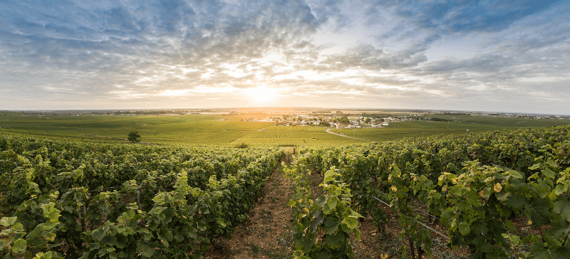 Blick über Weinberge bei Vosne-Romanée