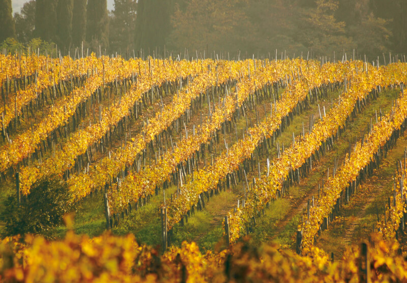 Vinmarkene i Poggio alla Sala om høsten Vinmarkene i Poggio alla Sala om høsten