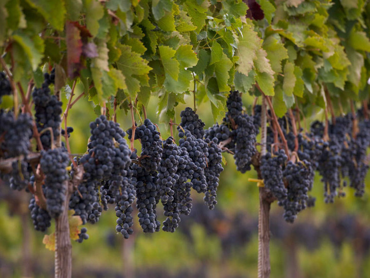 Røde druer til vinene fra Vesevo