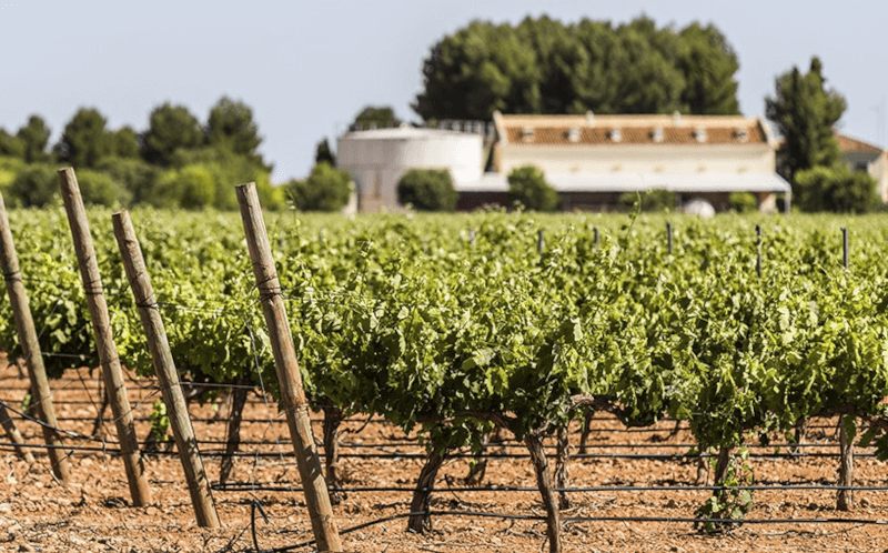 Bodegas Lozano Vineyards