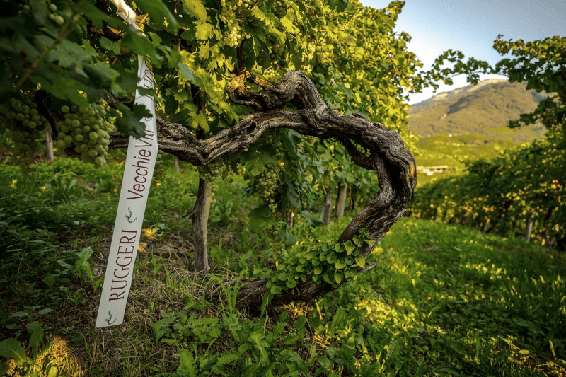 Weinstock bei Ruggeri