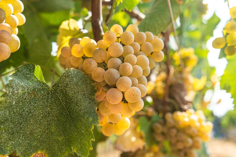 Alvarinho-drue Alvarinho-drue