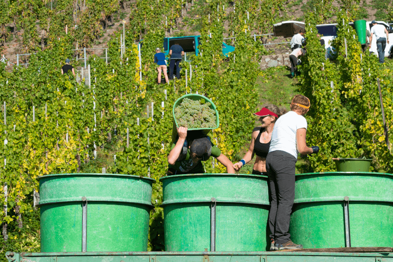 Weinlese an der Mosel