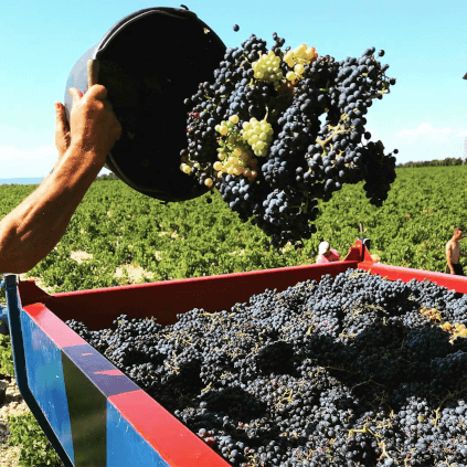 Innhøsting på Chateau Mont-Redon