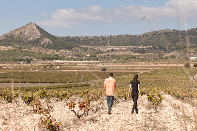 Vinmarker med gamle vinstokker