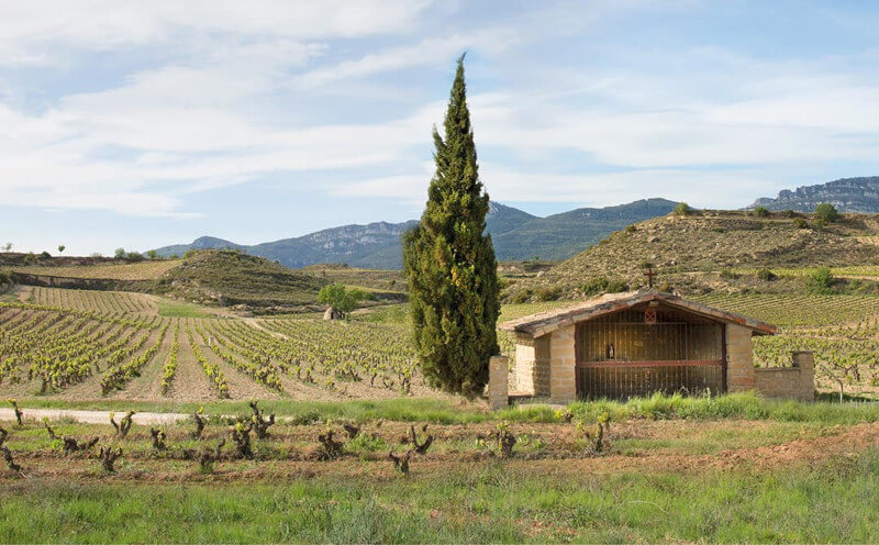 weingut-bodegas_izadi-weinberg-1 weingut-bodegas_izadi-weinberg-1