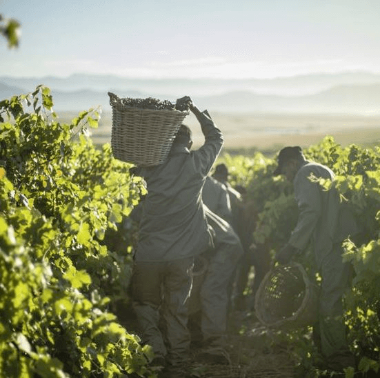 Innhøstingen i vinmarkene til Allesverloren