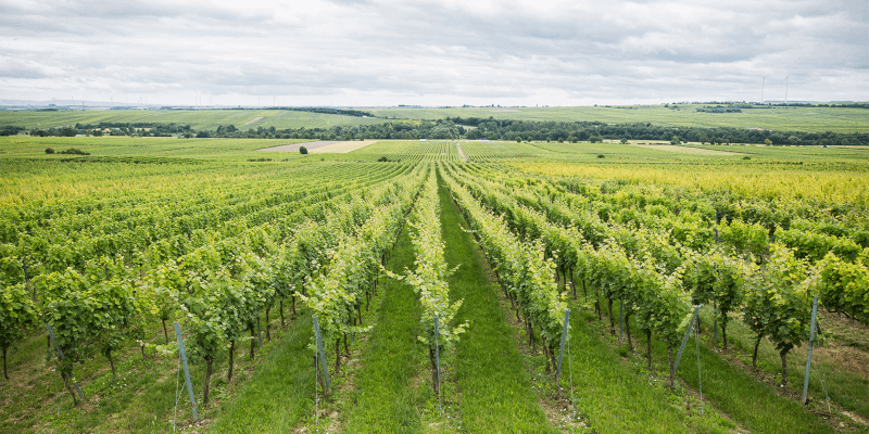 Blick über die Weinberge der Keths