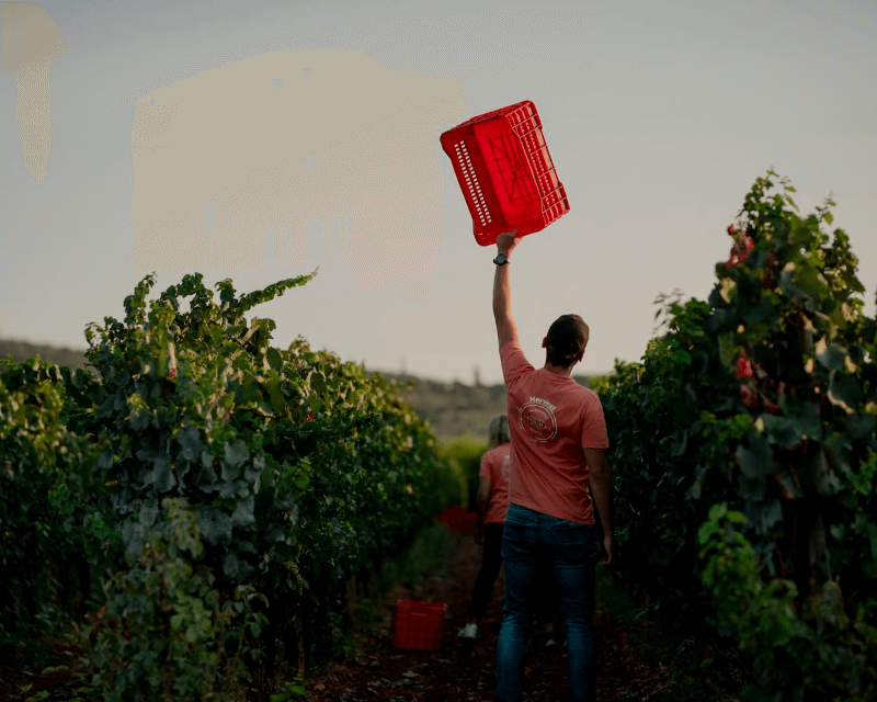 Domaine Skouras Vinranker