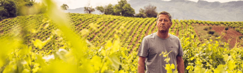 Vingård-Casa-Rojo-spanien-Vingård