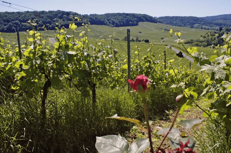 Im Weinberg des Weinguts Im Weinberg des Weinguts