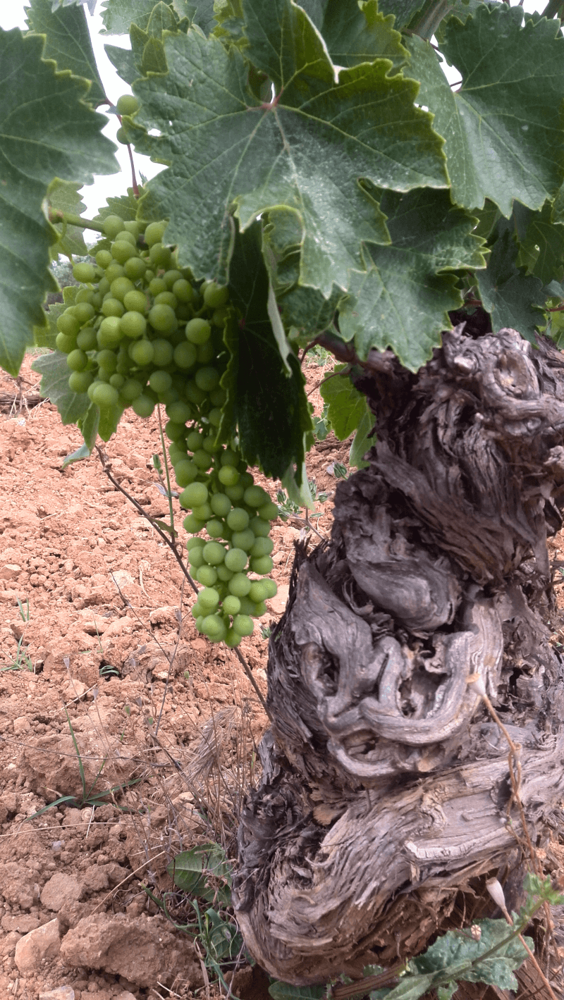 Mylonas Winery Weintrauben