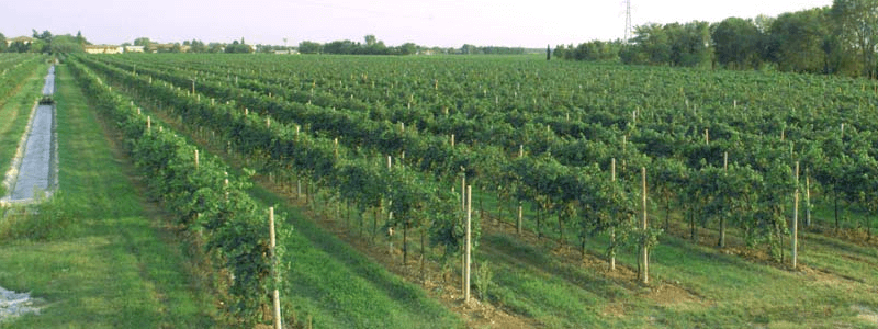 En vingård fra Pradio