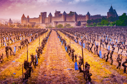 Vinranker i Languedoc utenfor byen Carcassonne