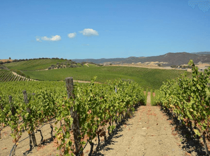 Cantina di Santadi vinmark