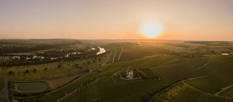 Blick über die Weinberge des Guts