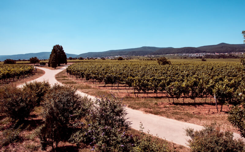 Weinbiet Mussbacher Eselshaut