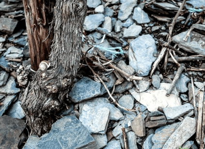 Skiferjord ved Mosel