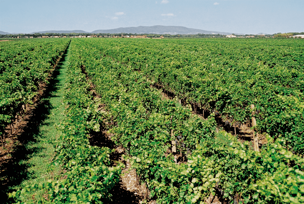 Vingårder i Tattendorf Vingårder i Tattendorf