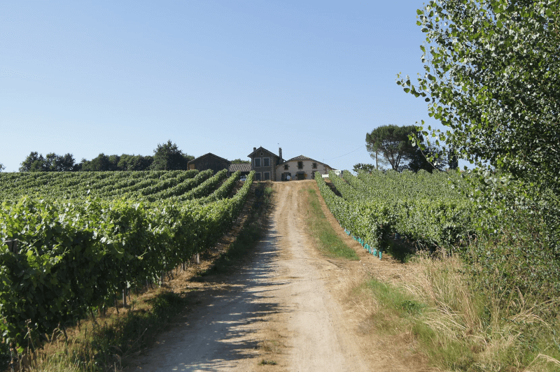 Domaine Laffitte der Weg zum Gut Domaine Laffitte der Weg zum Gut