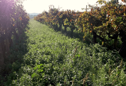 Vinmark hos Acustic Celler