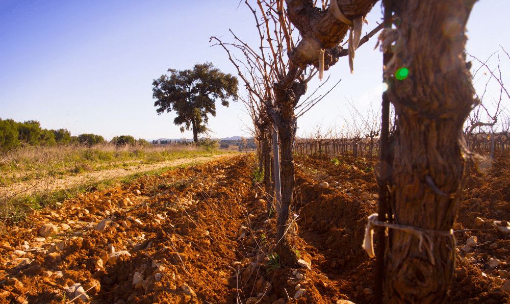 Domaine_la_Rocaliere