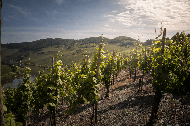 Kellerei Rotwild Moselberg mit Weinreben