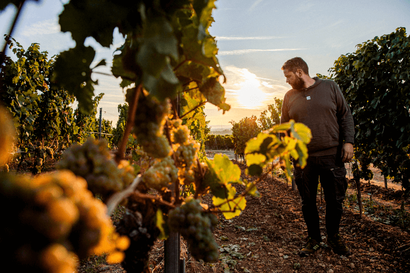 Kjellermester Martin Metzger