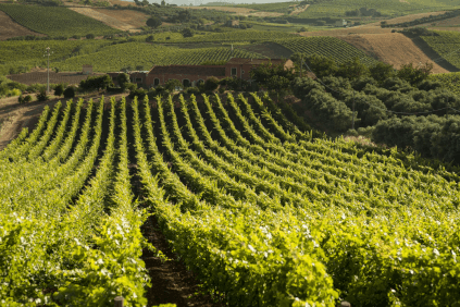 Utsikt over vinmarkene med vingården i bakgrunnen Utsikt over vinmarkene med vingården i bakgrunnen