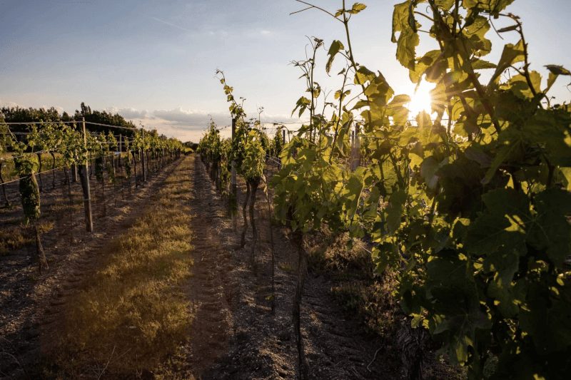 Salzl vinmark sol Salzl vinmark sol