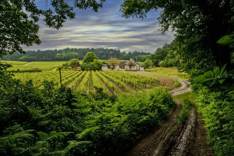 La Clotiere vingård i Loiredalen