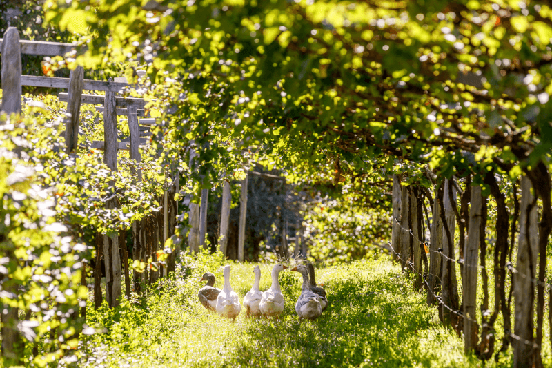 Grønt dekke og dyr er et grunnlag for biodynamisk vindyrking Grønt dekke og dyr er et grunnlag for biodynamisk vindyrking