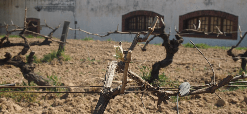 Vinranker på Mont Marcal