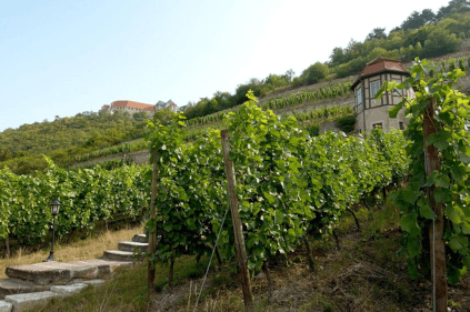 Vindyrking på Neuenburg slott Vindyrking på Neuenburg slott