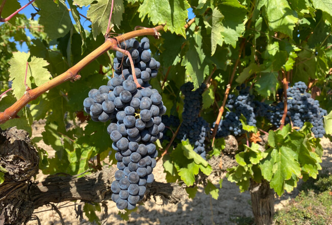 Druer på vinrankene Bodegas Faustino