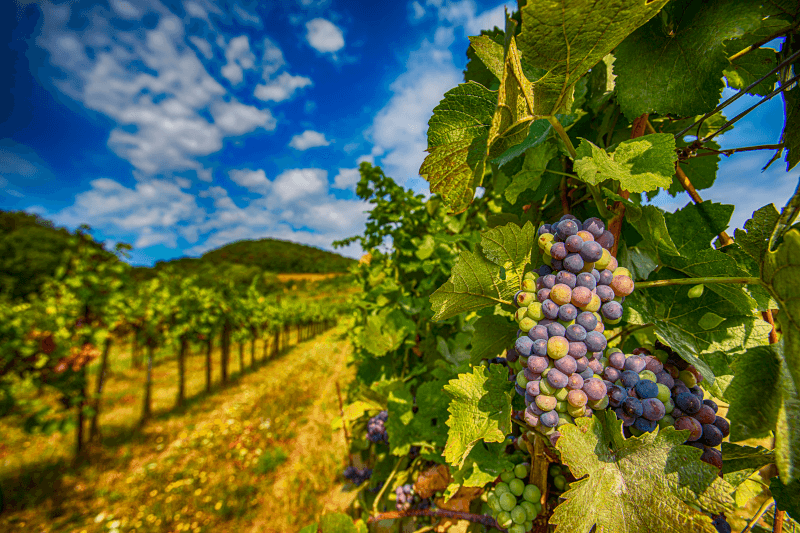 Vine row with Merlot grapes